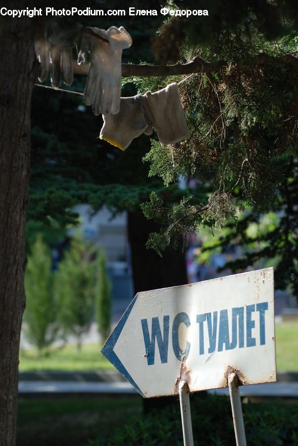 Plant, Potted Plant, Agaric, Mushroom, Pot, Pottery, Conifer