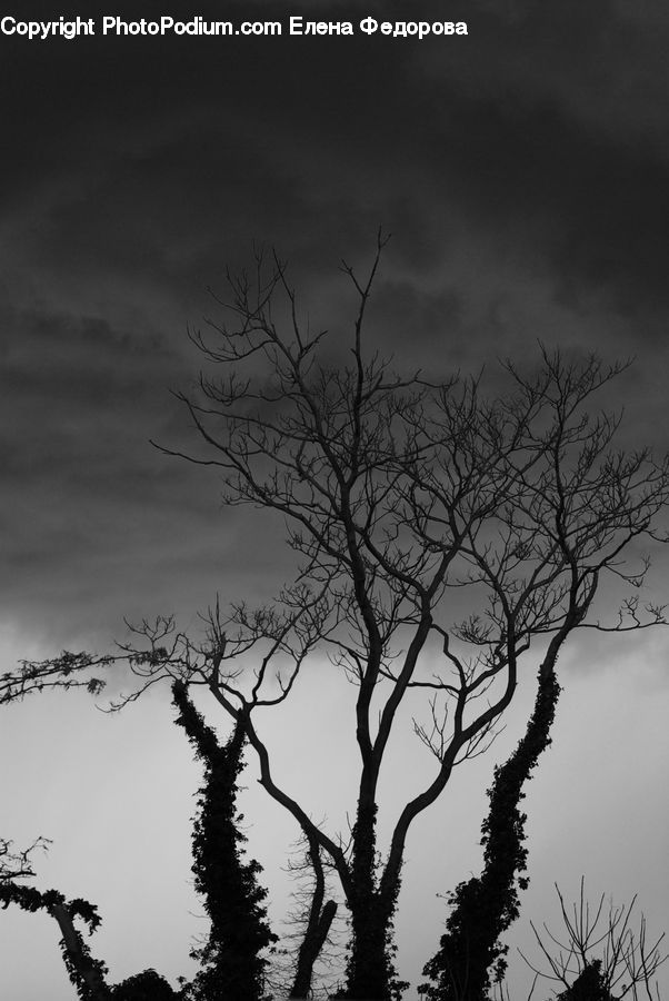 Silhouette, Plant, Tree, Palm Tree, Oak, Wood, Conifer