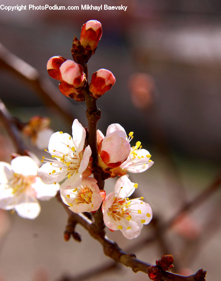 Blossom, Flora, Flower, Plant, Fruit, Peach, Cherry Blossom