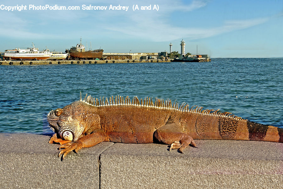 Iguana, Lizard, Reptile, Ferry, Freighter, Ship, Tanker