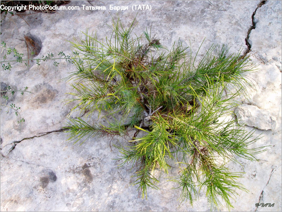 Conifer, Fir, Plant, Tree, Dill, Algae, Pine