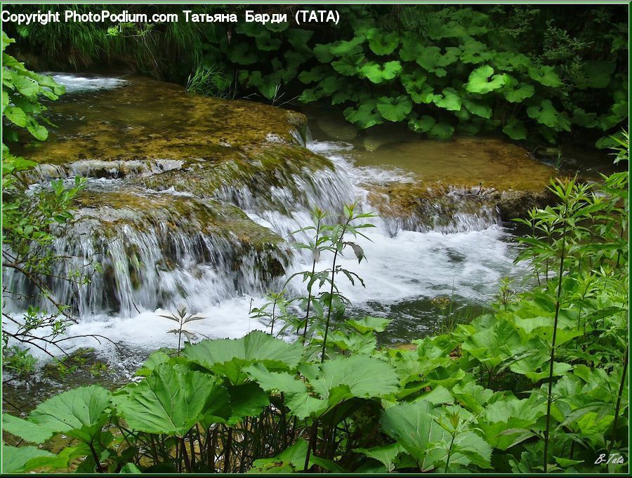 Outdoors, Pond, Water, Plant, Vegetation, Produce, Vegetable