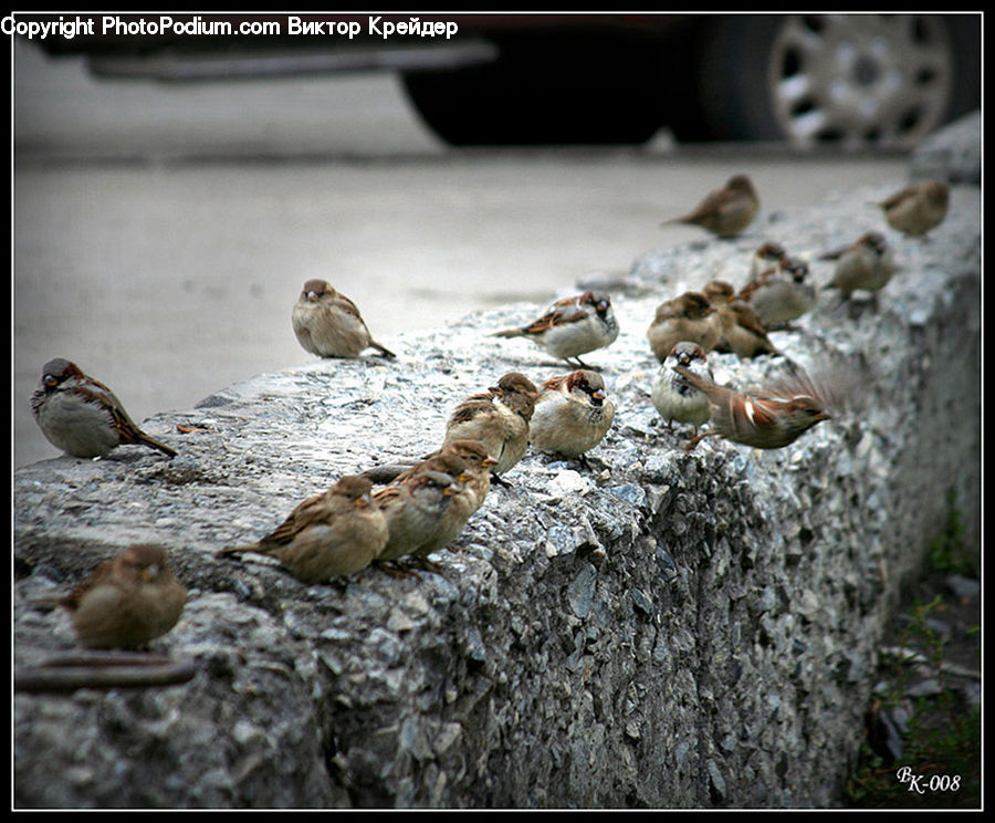 Bird, Sparrow, Adorable, Partridge, Quail, Pebble, Duck