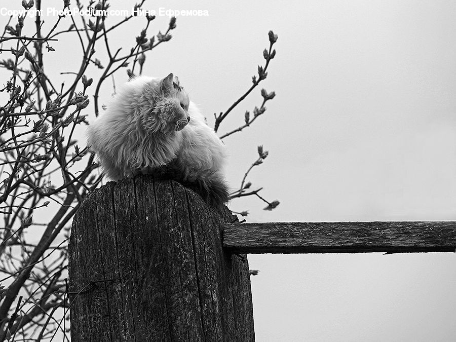 Plant, Potted Plant, Animal, Zoo, Blossom, Cherry Blossom, Flower