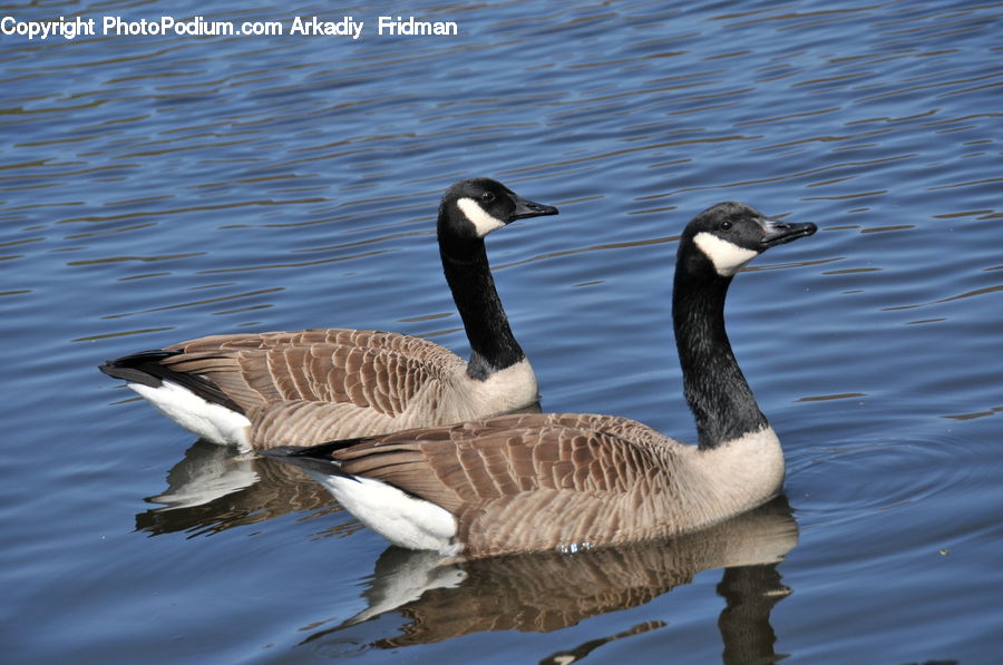 Bird, Goose, Waterfowl