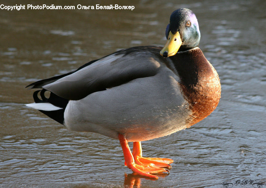 Bird, Duck, Teal, Waterfowl, Outdoors, Ripple, Water