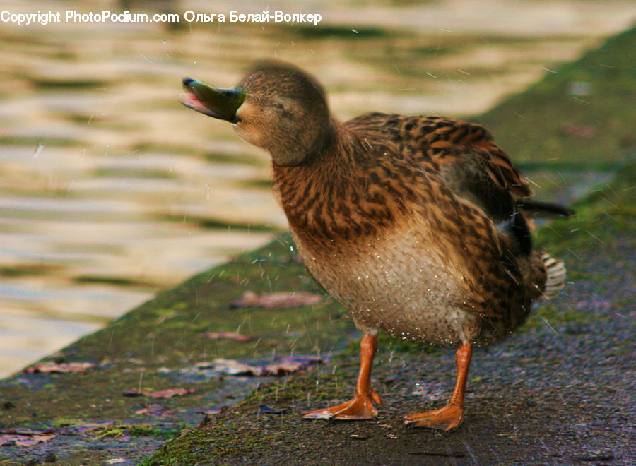 Bird, Duck, Teal, Waterfowl, Goose