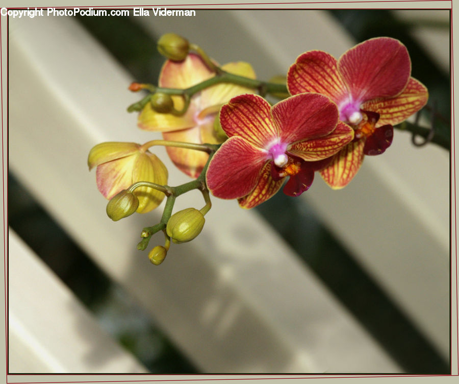 Blossom, Flora, Flower, Orchid, Plant, Geranium
