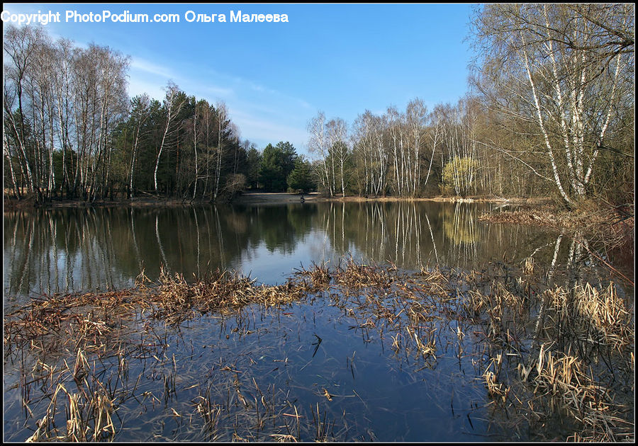 Outdoors, Pond, Water, Grass, Plant, Reed, Land