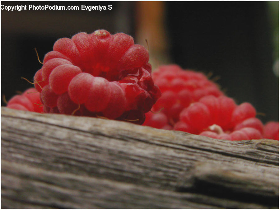 Fruit, Raspberry, Blossom, Carnation, Flower, Plant, Dessert