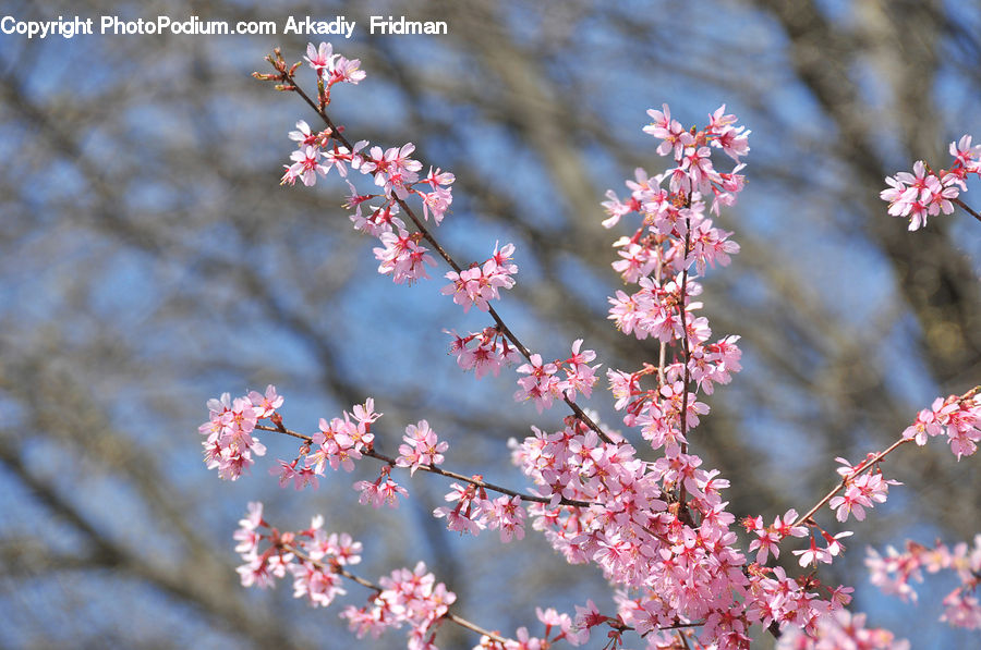 Blossom, Flora, Flower, Plant, Cherry Blossom, Bush, Vegetation
