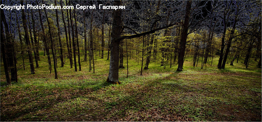 Forest, Vegetation, Grove, Land, Birch, Tree, Wood