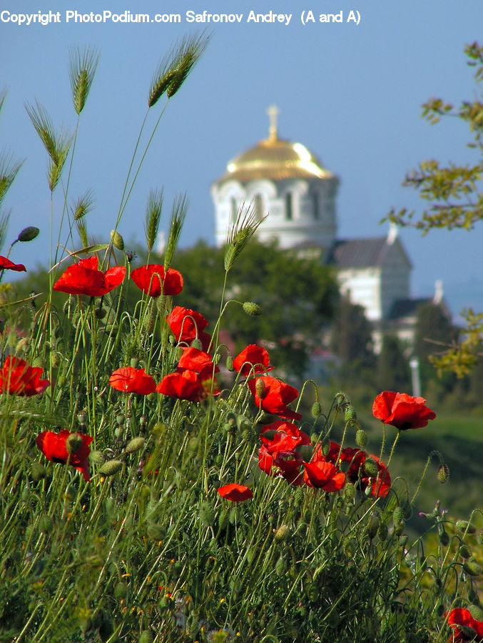 Blossom, Flora, Flower, Plant, Poppy, Grain, Grass