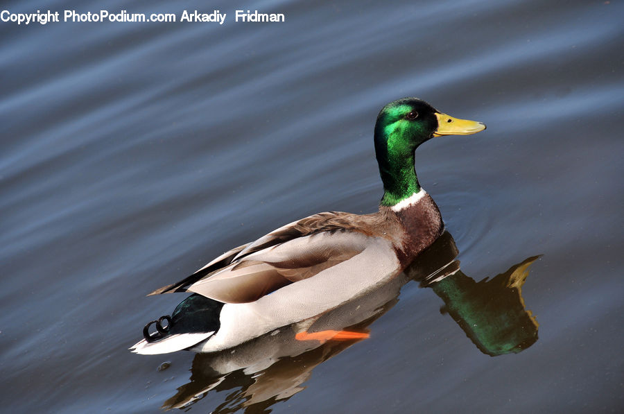 Bird, Duck, Mallard, Waterfowl, Teal, Water