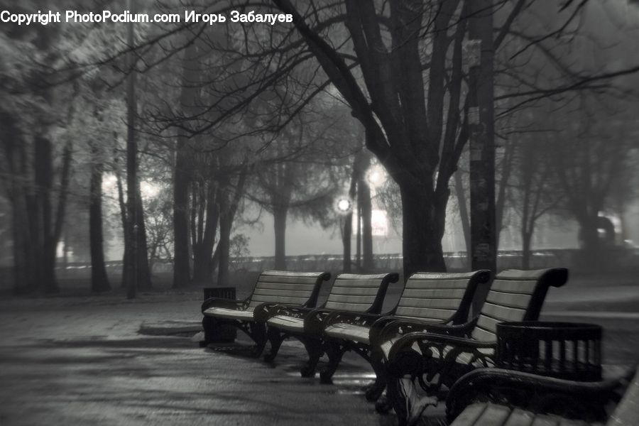 Chair, Furniture, Bench, Plant, Tree, Oak, Wood