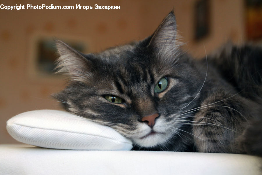 Animal, Cat, Mammal, Manx, Pet, Kitten