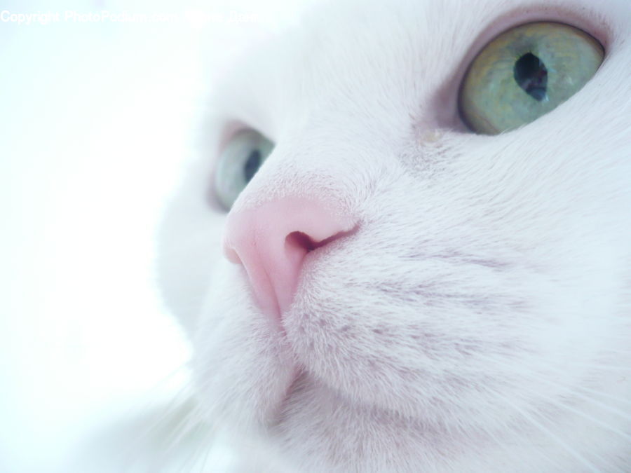 Animal, Cat, Pet, Siamese, Mouth, Tongue, Mammal