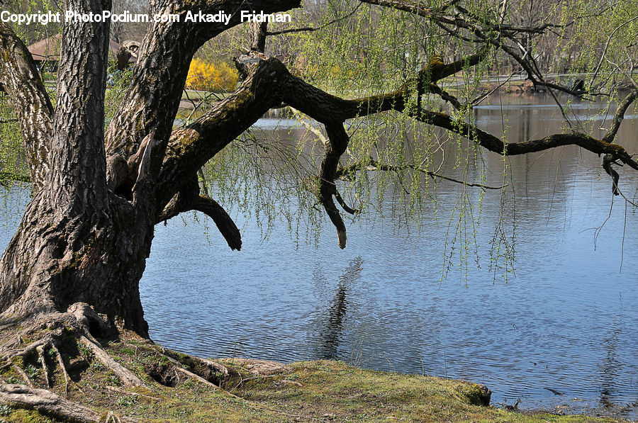 Plant, Tree, Willow, Land, Marsh, Pond, Swamp
