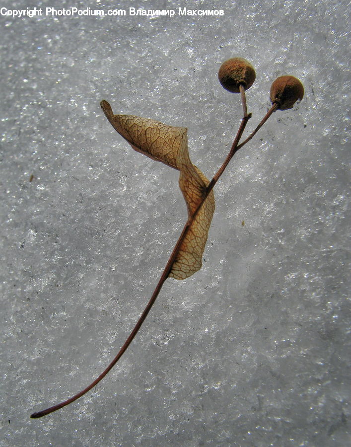 Amphibian, Tadpole, Blossom, Flora, Flower, Plant, Fruit