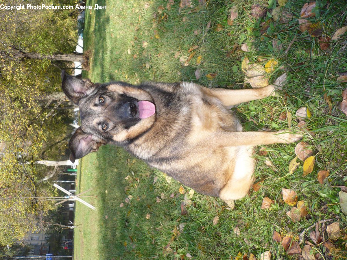 Animal, Canine, Dog, German Shepherd, Mammal, Pet, Iguana