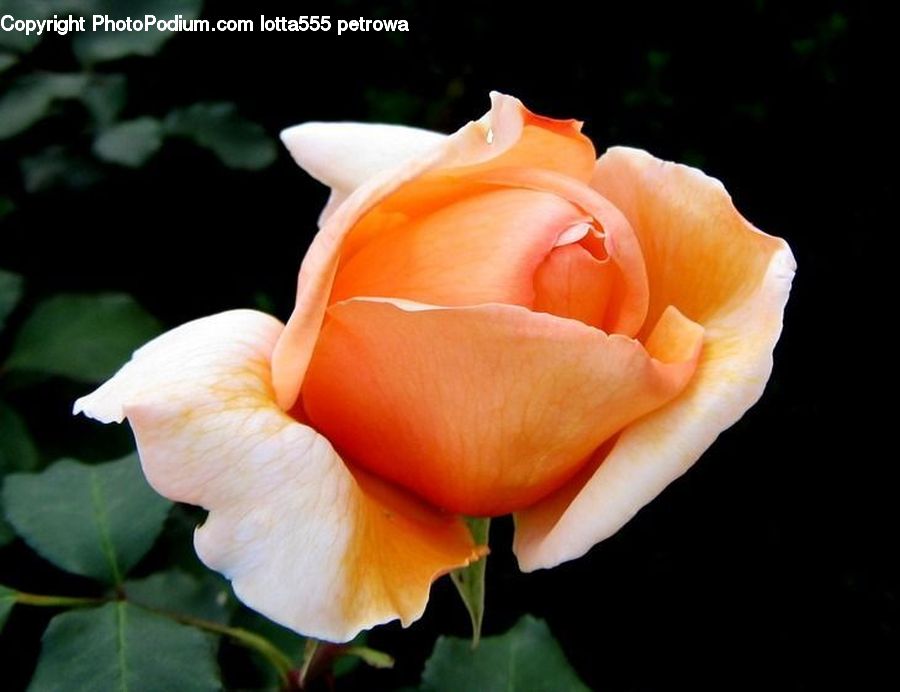 Blossom, Flower, Plant, Rose, Flora, Gladiolus, Petal