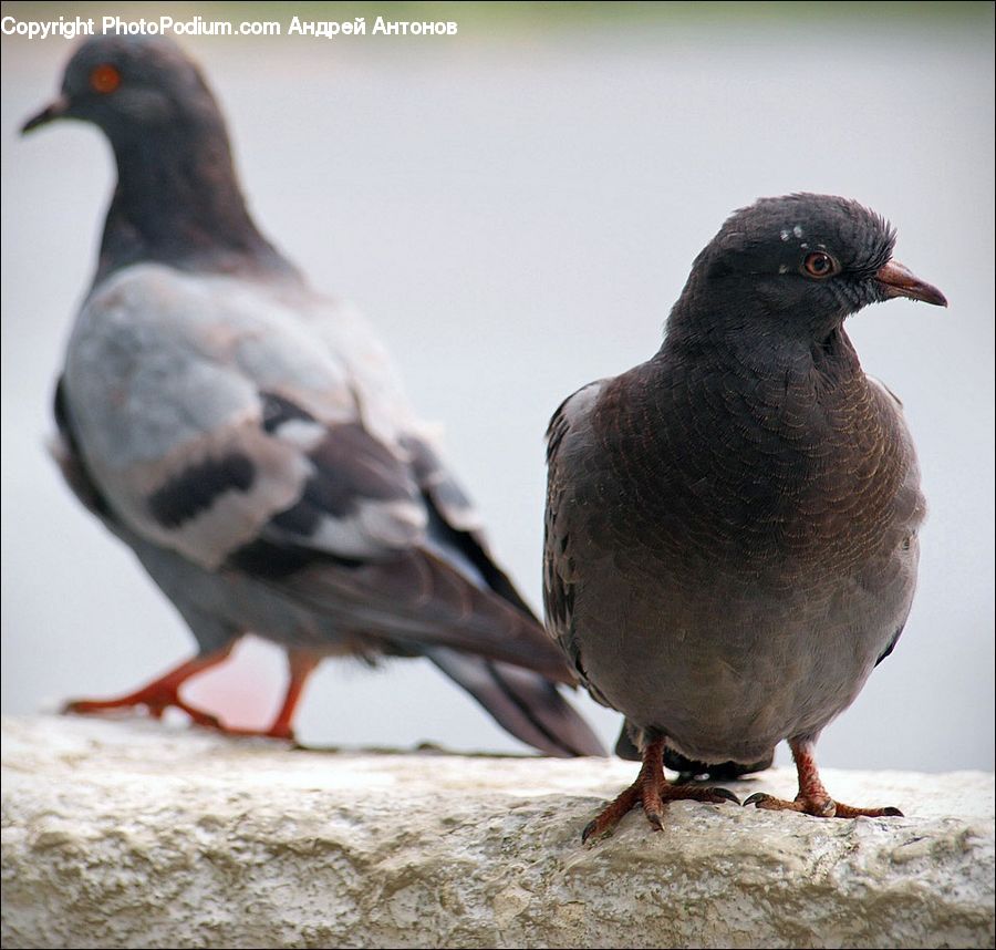 Bird, Dove, Pigeon, Beak, Finch, Sparrow, Swallow