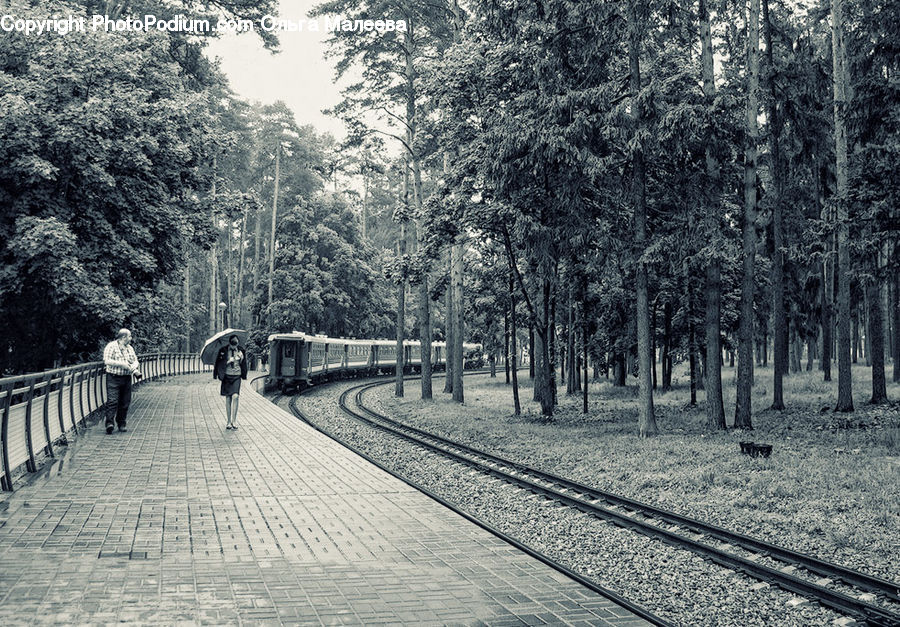 Path, Road, Walkway, Boardwalk, Deck, Sidewalk, Forest