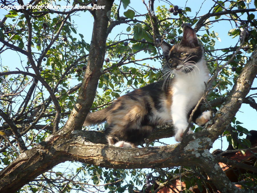Animal, Cat, Pet, Siamese, Plant, Tree, Oak