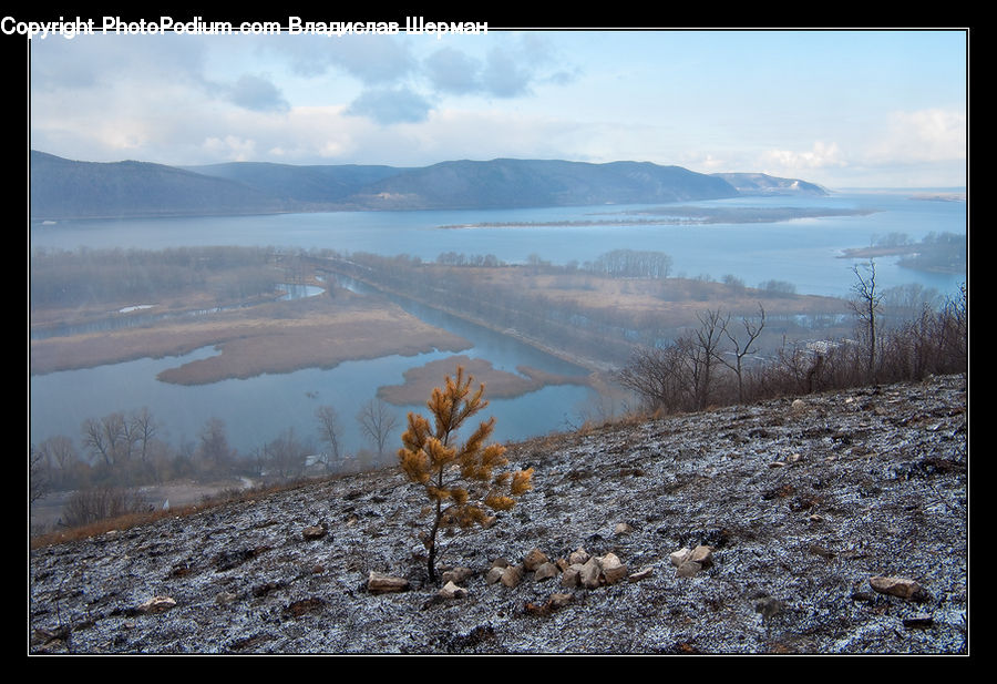 Conifer, Fir, Pine, Plant, Spruce, Tree, Grass