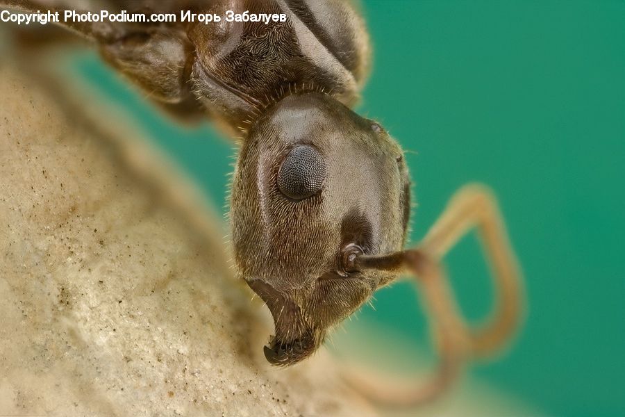 Animal, Bat, Racket, Bee, Insect, Invertebrate