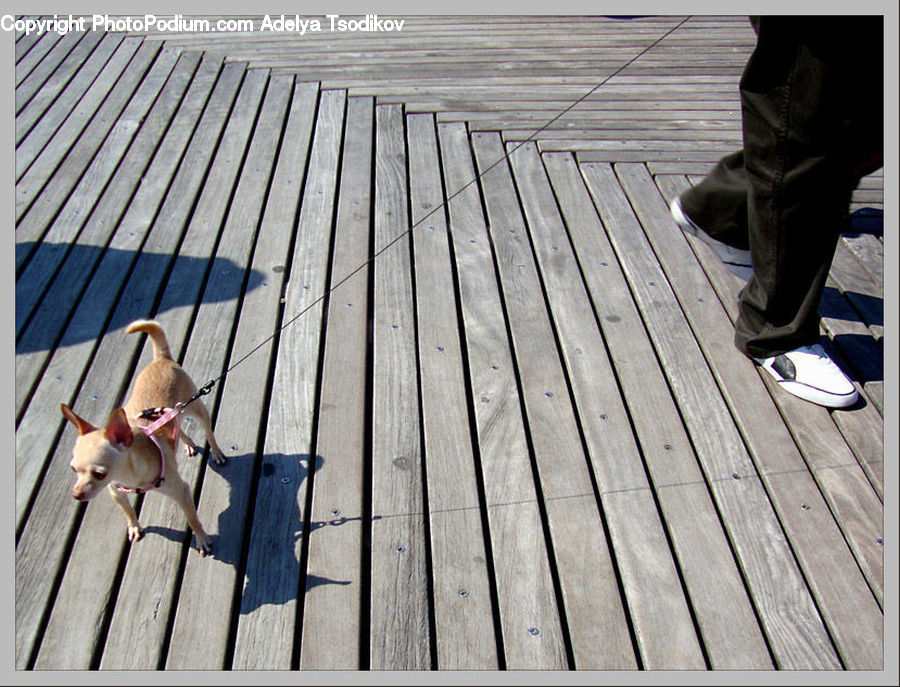 People, Person, Human, Animal, Canine, Chihuahua, Dog