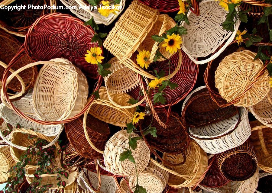 Plant, Potted Plant, Basket, Bowl, Blossom, Flora, Flower