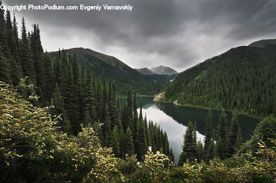 Conifer, Fir, Plant, Tree, Crest, Mountain, Outdoors