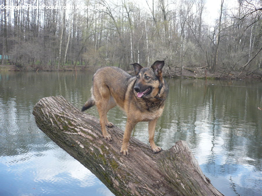 Animal, Canine, Coyote, Grey Fox, Mammal, Red Wolf, Dog