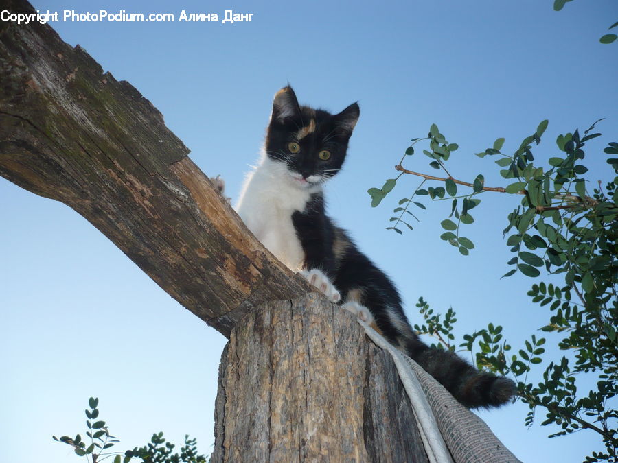 Animal, Cat, Mammal, Pet, Manx, Black Cat, Siamese