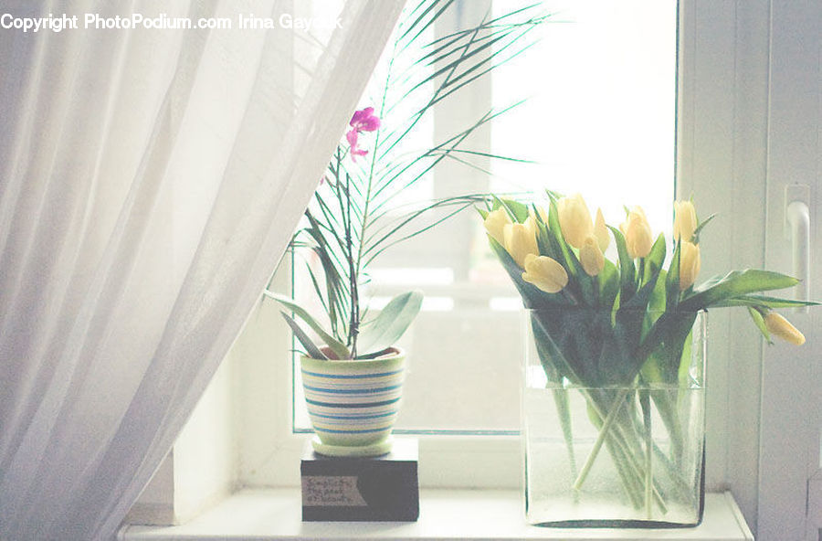 Plant, Potted Plant, Pot, Pottery, Flower Arrangement, Ikebana, Vase