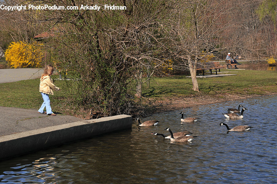 Bird, Goose, Waterfowl, Bench, Animal, Wildlife, Outdoors