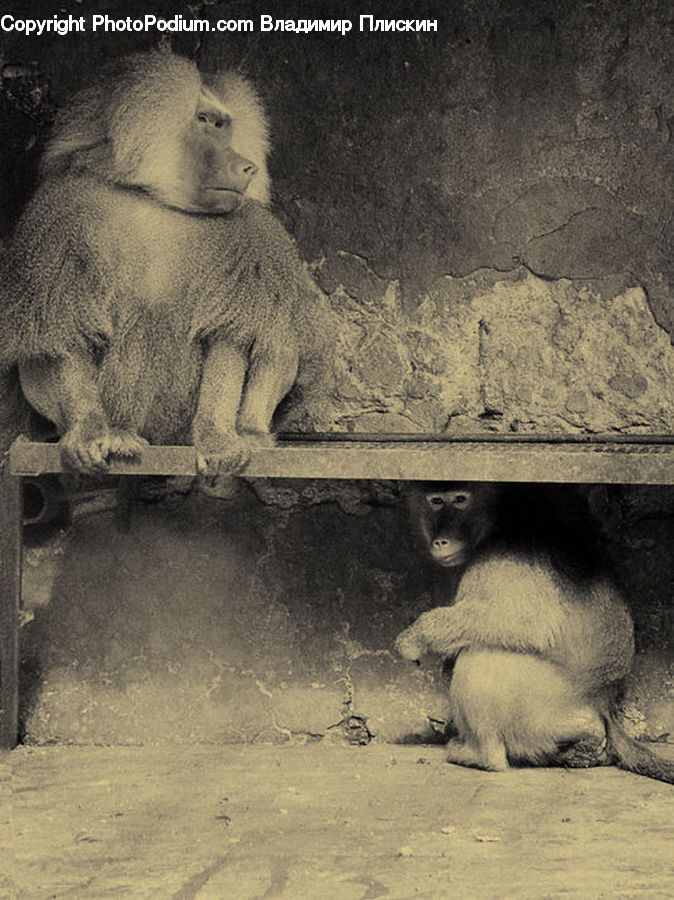 Animal, Baboon, Mammal, Monkey