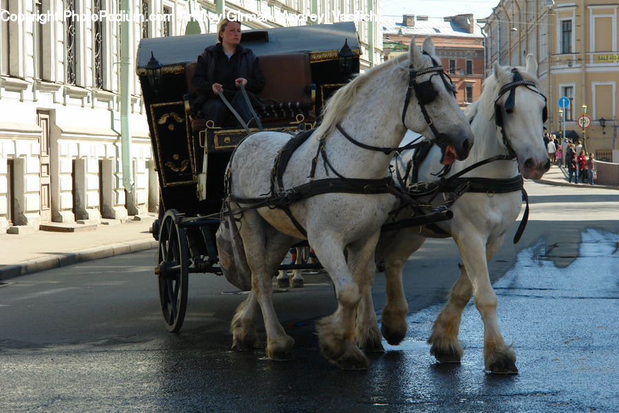 Animal, Horse, Mammal, People, Person, Human, Carriage