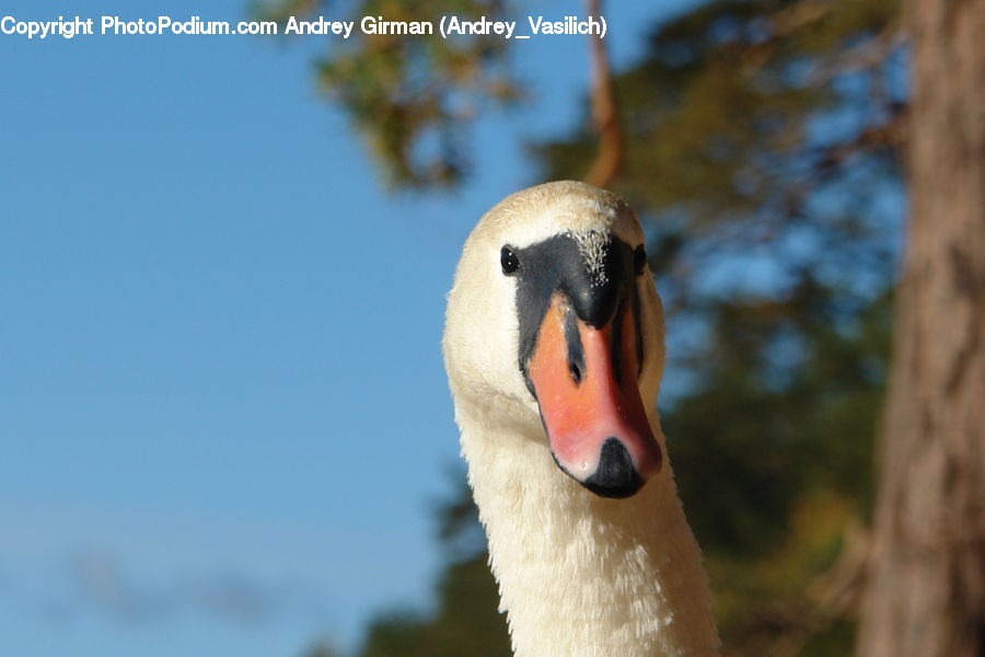 Bird, Goose, Waterfowl, Swan, Beak, Duck, Teal