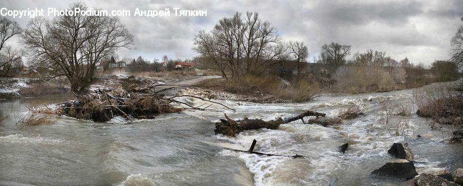 Creek, Outdoors, River, Water, Forest, Vegetation, Plant