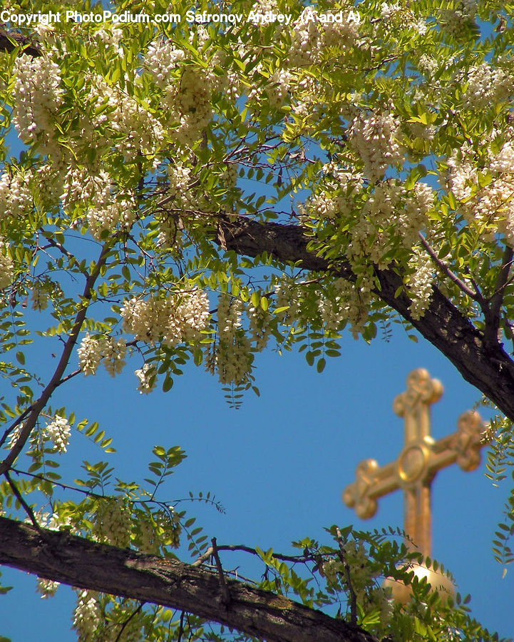 Blossom, Flora, Flower, Plant, Cross, Tree, Oak