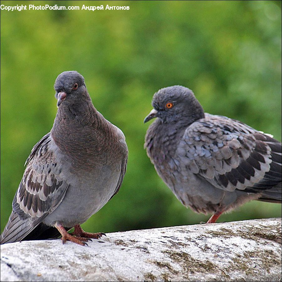 Bird, Dove, Pigeon