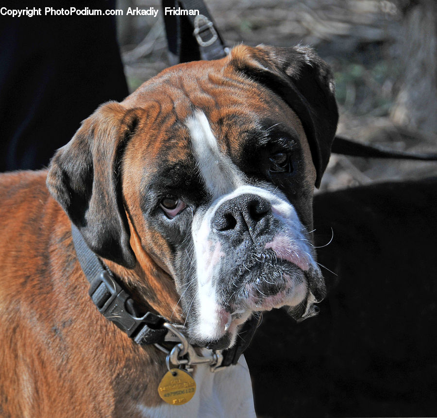 Animal, Boxer, Bulldog, Canine, Dog, Mammal, Pet