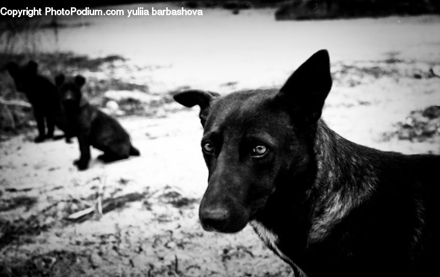 Animal, Outdoors, Canine, Collie, Dog, Mammal, Pet