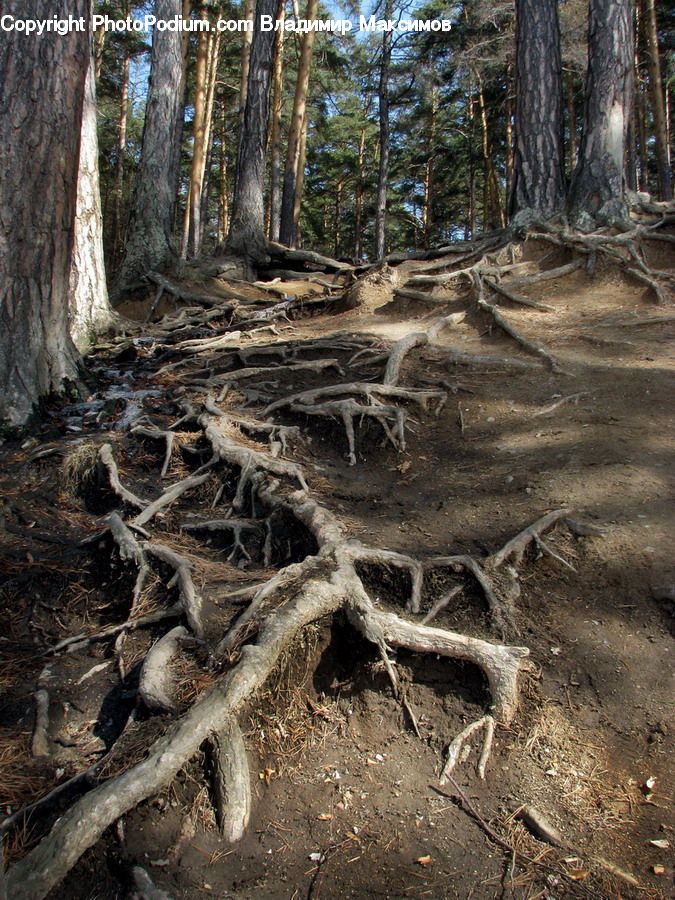Root, Dirt Road, Gravel, Road, Forest, Vegetation, Conifer