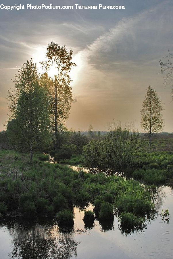 Land, Marsh, Pond, Swamp, Water, Plant, Tree