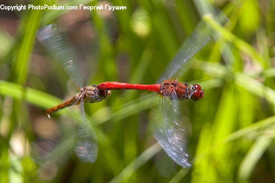 Anisoptera, Dragonfly, Insect, Invertebrate, Algae