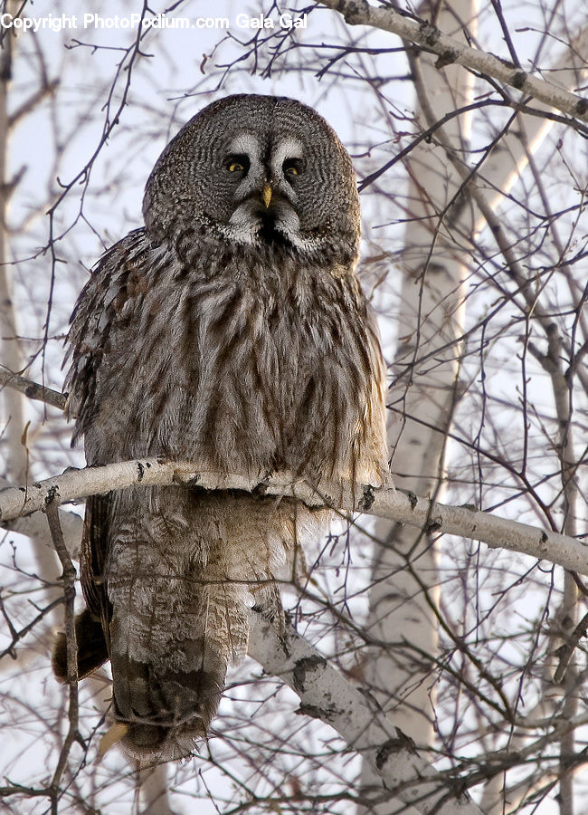 Accipiter, Bird, Beak, Owl, Wildlife, Buzzard, Harrier