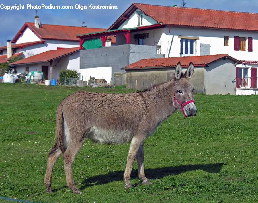 Animal, Donkey, Building, Cottage, Housing, Backyard, Yard